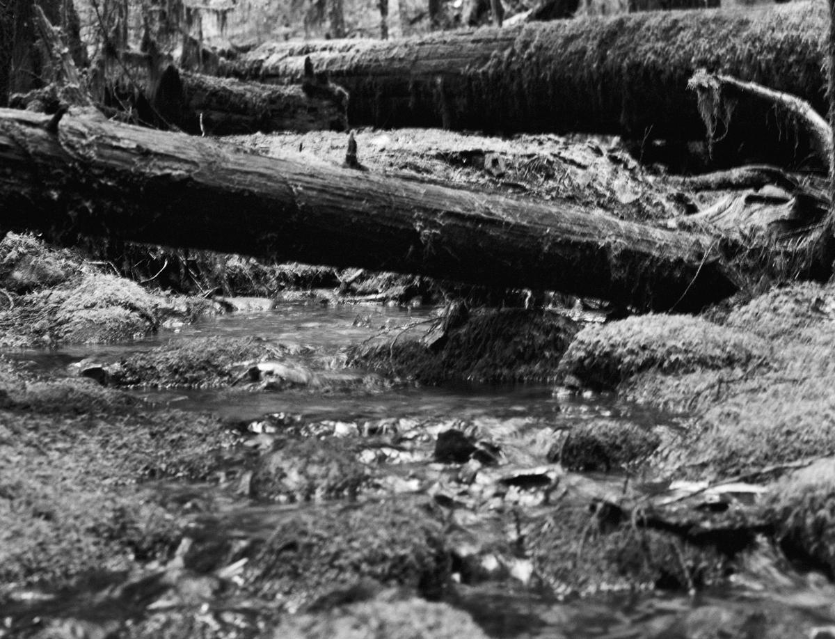 Photo of water on ground at Opal Creek