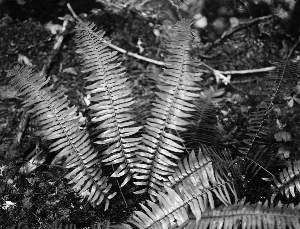 Photo of ferns taken at low light.
