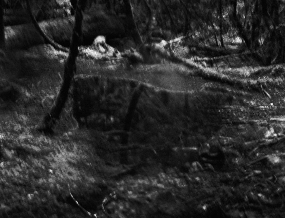 Blurry photo of moss and water at low light