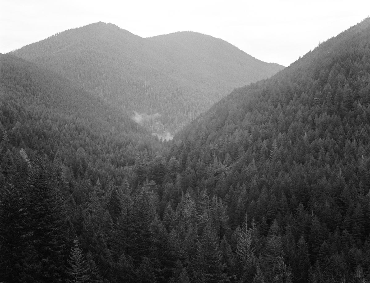 Ridge with trees in black and white