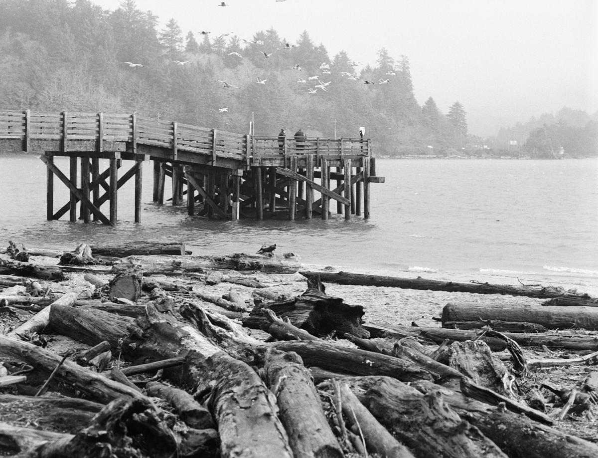 dock in bay with wood and seagulls