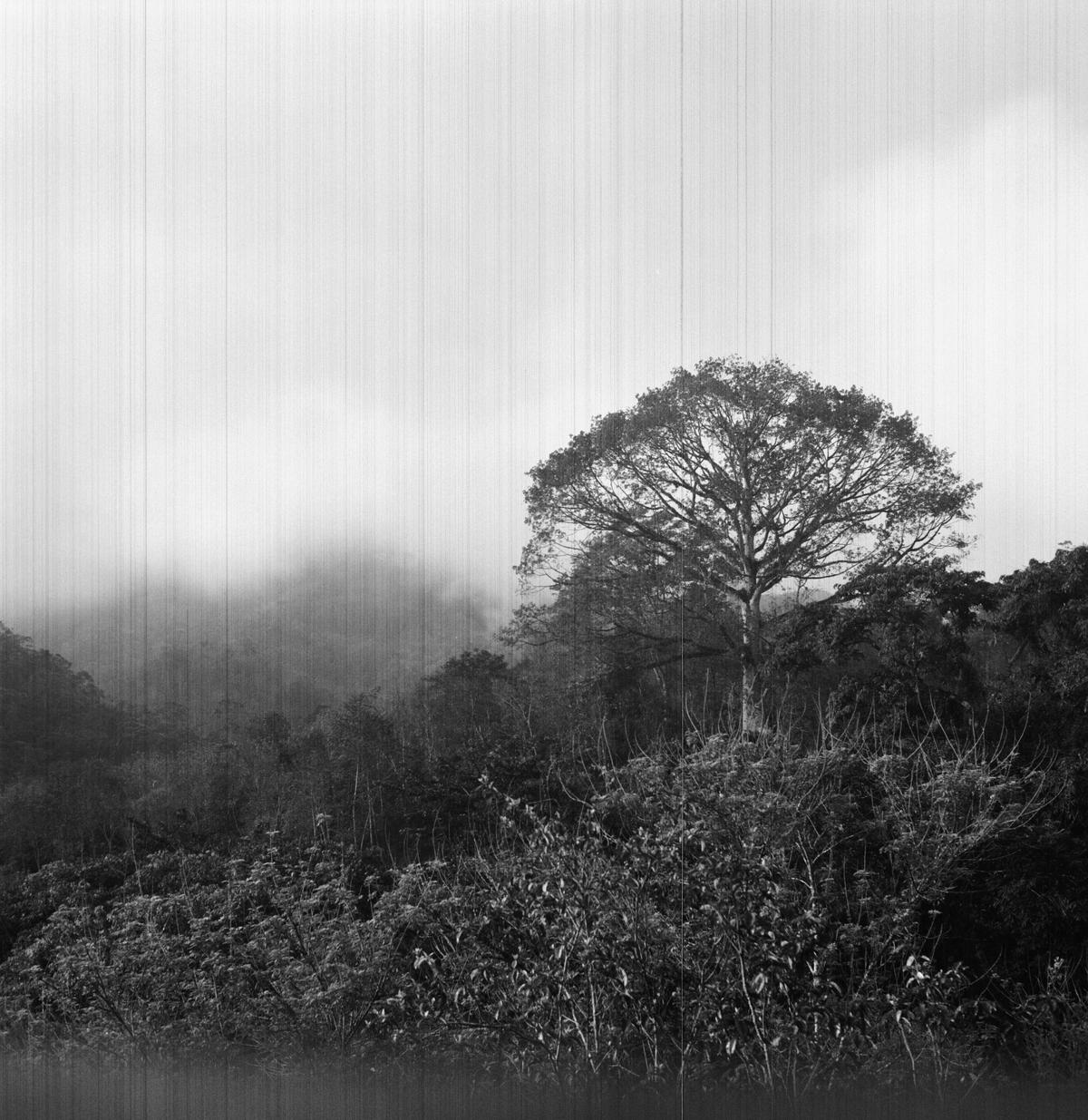 emergent tree poking out of forest in cloudy rainforest